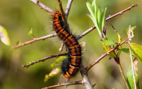 Bruco tigrato arancione e nero, la processionaria, si muove su un ramo secco.