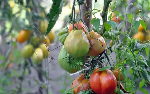 A cluster of ripening tomatoes, some green and some red, hang from a vine with green leaves and small white flowers.