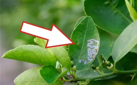 Foglia di agrumi con gallerie di minatrice serpentina. Scopri i rimedi naturali per combatterla.