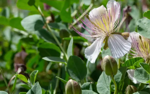 Fiori bianchi e boccioli verdi di cappero, un invito a scoprire quando si seminano i capperi per gustare i loro frutti.