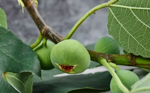 Un ramo di fico con frutti verdi e foglie rigogliose. Una talea di fico in acqua, in attesa di radicare.