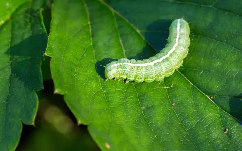 Un bruco verde su una foglia. Scopri come eliminarli con rimedi naturali.