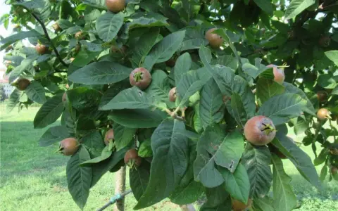 Nespolino maturo su ramo. I noccioli di nespole si possono piantare per far crescere nuovi alberi.