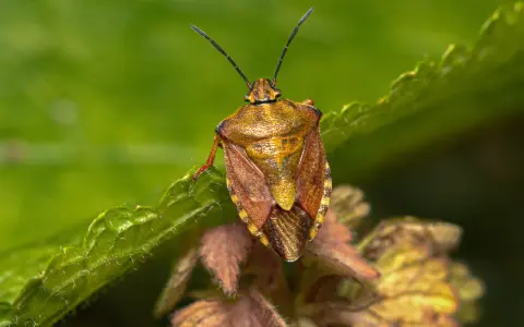 Insetto simile a una cimice, con un corpo marrone dorato e ali screziate, posato su una foglia verde.