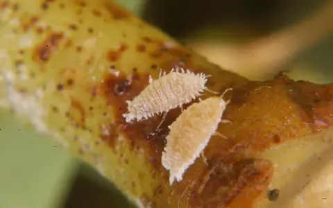 Insetti Planococcus ficus vite su un ramo.