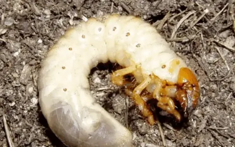 Larve di maggiolino biancastre con zampe gialle, accoccolate nel terreno scuro.