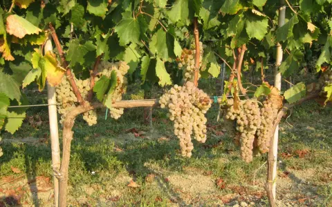 Grappoli d'uva bianca pendono da viti rigogliose, pronte per la potatura verde.