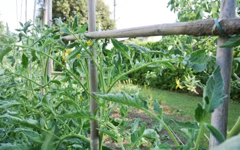 Tomato plants with green leaves and yellow flowers are supported by bamboo stakes.