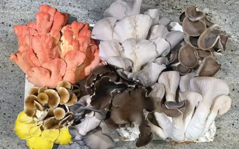 Varietà di funghi ostrica colorati: rosa, gialli, marroni e bianchi. Un esempio di crescita sana, senza malattie fungine.