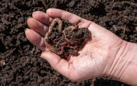 Mano che tiene lombrichi e terra, un esempio di allevamento lombrichi per compostaggio.
