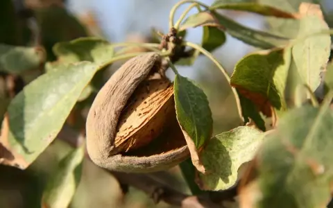Mandorla matura su un ramo, con il mallo aperto che rivela il guscio. Potrebbe essere un segno di malattie del mandorlo o semplicemente la maturazione.