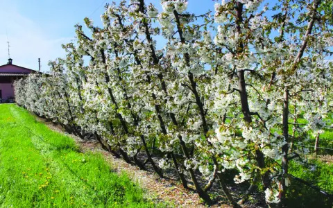 Fioritura di ciliegi in un frutteto, con alberi carichi di fiori bianchi e un prato verde. Le foglie del ciliegio sono ancora giovani e verdi.