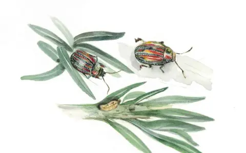 Chrysolina americana, due coleotteri colorati su rami verdi, uno con uova.