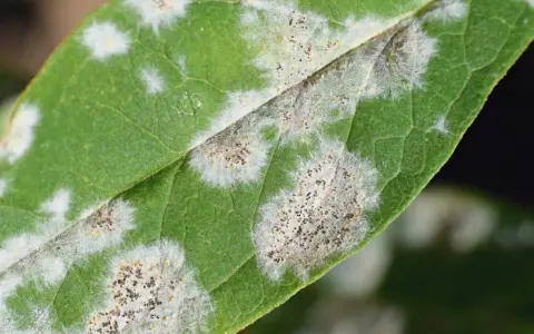 Macchie bianche e grigiastre su foglia verde, indicative di malattie piante. Si vedono spore fungine.