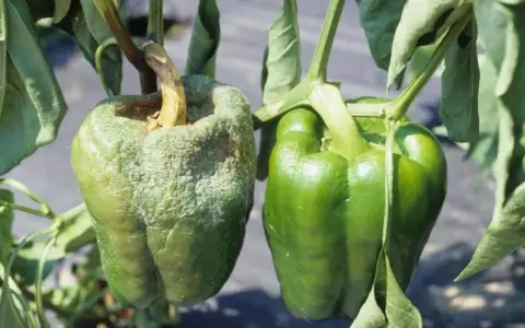 Peperone malato con superficie rugosa e biancastra, a confronto con uno sano e verde. Evidenzia le malattie del peperone.