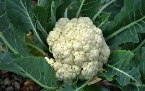 Un cavolfiore bianco e compatto, pronto per essere raccolto, circondato da foglie verdi. Un segno che è il momento giusto quando si piantano i cavolfiori.