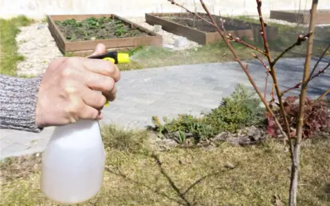 Mano spruzza un albero con una soluzione a base di zolfo contro la monilia, proteggendo le gemme.