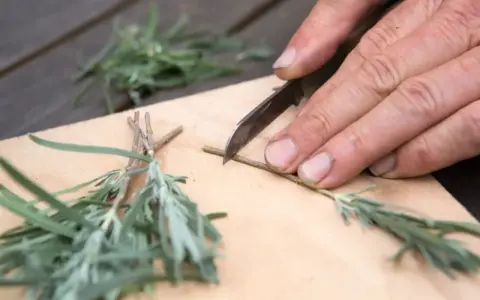 Mani esperte preparano una talea di lavanda, tagliando con cura un rametto su un tagliere di legno.