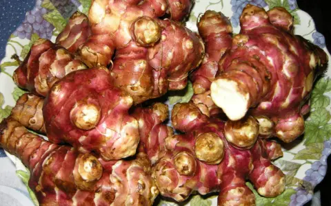 Topinambur appena raccolti, pronti per essere cucinati. Il loro sapore ricorda quello dei carciofi.