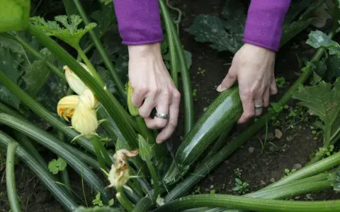 Mani che raccolgono una zucchina matura, un segno che è il momento giusto per raccogliere le zucchine.