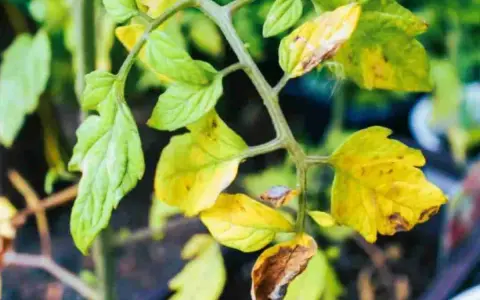 Foglie di pianta di pomodoro ingiallite e secche, con macchie marroni, indicano un problema di salute della pianta.