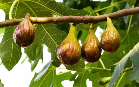 Fichi maturi pendono da un ramo, annunciando il periodo fichi. Le foglie verdi fanno da sfondo a questi dolci frutti.