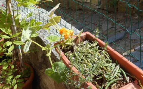 Piantare semi di zucca in vaso: una giovane pianta di zucca con un fiore arancione e fagiolini in un vaso di terracotta.