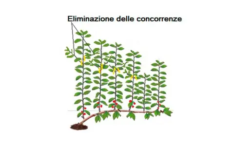 Illustrazione di potatura ciliegio: eliminazione delle concorrenze con tagli gialli e frutti rossi.