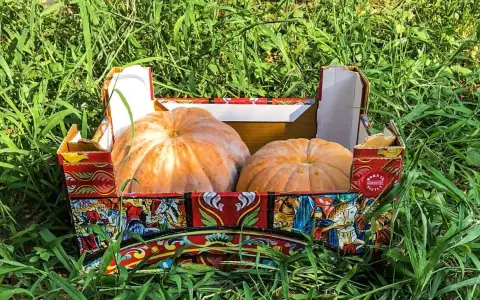 Due zucche di Provenza riposano in una scatola decorata con scene siciliane, immerse nell'erba verde.