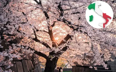Un maestoso ciliegio in fiore, con i suoi petali rosa che danzano alla luce del tramonto, ricorda la bellezza della primavera italiana.