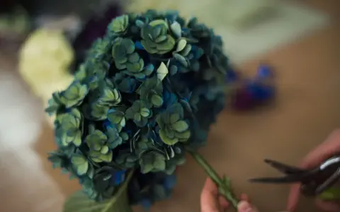 Un mazzo di ortensie blu-verdi, in piena fioritura, viene preparato con delle forbici.