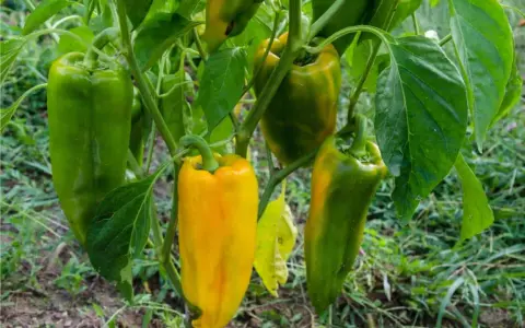 Peperoni verdi e gialli pendono dai rami. La temperatura minima ideale per la loro crescita è di 15°C.