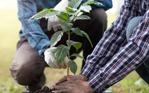 Mani esperte che piantano un giovane albero da frutto. Il momento giusto per piantare alberi da frutto è ora, per un futuro raccolto.