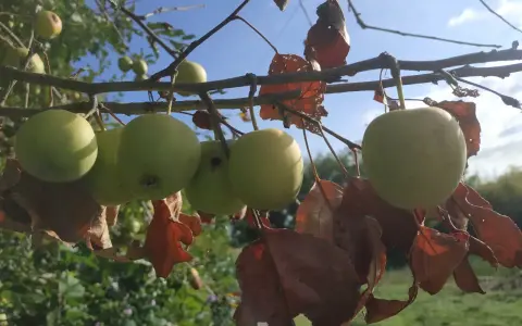 Mele verdi acerbe pendono da un ramo, con foglie secche e marroni. Quanti anni ha la melo? Chissà, ma promette un buon raccolto.