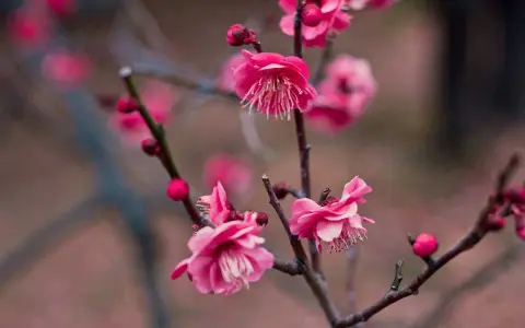 Fiori rosa intenso, forse pesco o ciliegio, con petali delicati e boccioli tondi. La differenza tra fiori di pesco e ciliegio è sottile.