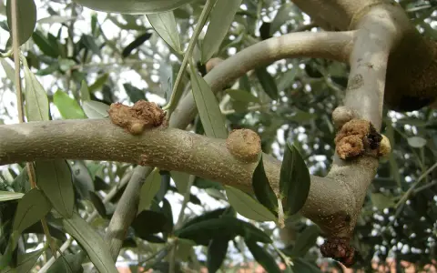 Rami di ulivo con corteccia malata, mostrando escrescenze tumorali sul tronco e sui rami, segno di malattie.