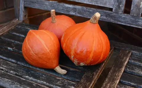 Tre zucche Hokkaido arancioni, con la loro buccia liscia e striata, riposano su una panca di legno consumato dal tempo.