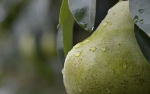 Gocce d'acqua brillano sulla buccia di una pera verde, appesa a un pero albero.