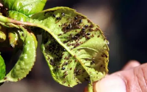 Foglie appiccicose piene di afidi. Si cercano rimedi naturali per liberare le piante da questi parassiti.