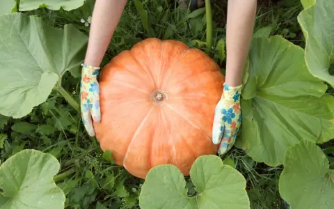 Mani guantate accarezzano una grande pianta di zucca arancione, circondata da foglie verdi.