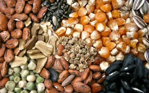 Varietà di semi antichi italiani: fagioli, mais, girasole, piselli e altri.