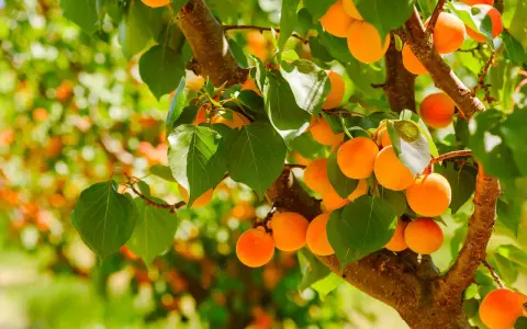 Albicocche mature su un ramo. L'albicocco inizia a fruttificare dopo circa 3-4 anni dalla messa a dimora.