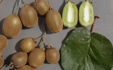 Frutti di kiwi interi e tagliati, con una foglia verde. La coltivazione kiwi è un processo affascinante.