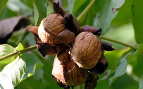 Noci mature pronte per la raccolta, pendono da un noce albero. Le foglie verdi fanno da sfondo.