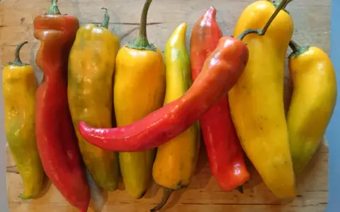 Varietà di peperoni bue, alcuni rossi e altri gialli, disposti su un tagliere di legno. Attenzione, i peperoni bue sono piccanti!