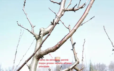 Schema potatura alberi da frutto: ramo troppo grosso rispetto all'asse principale da eliminare.