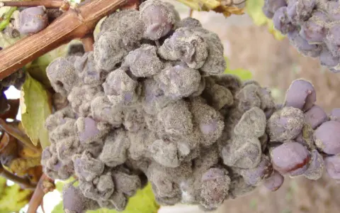 Grappolo d'uva colpito da muffa grigia, con acini viola ricoperti da una polvere biancastra.