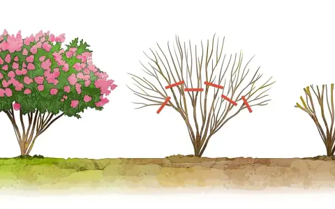 Illustrazione mostra una lagerstroemia in fiore, una potata e una da potare. La potatura è essenziale per la sua salute.
