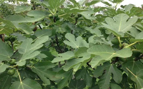Fico rigoglioso con foglie verdi e frutti acerbi. Attenzione, le radici del fico sono pericolose e invasive, possono danneggiare fondamenta e tubature.