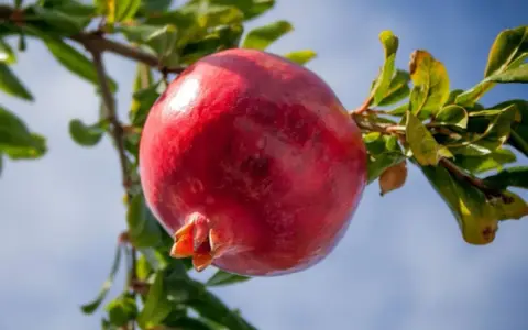 Il colore del melograno, una spiegazione visiva: un frutto maturo, rosso intenso, pende da un ramo con foglie verdi, sotto un cielo azzurro.